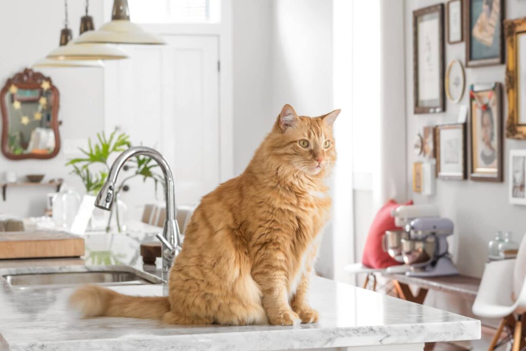 how-to-keep-your-cat-off-the-kitchen-counters