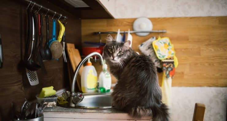 how-to-keep-your-cat-off-the-kitchen-counters-2