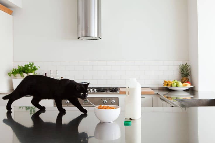 how-to-keep-your-cat-off-the-kitchen-counters-3