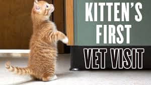 how-to-prepare-your-kitten-for-its-first-vet-visit-4