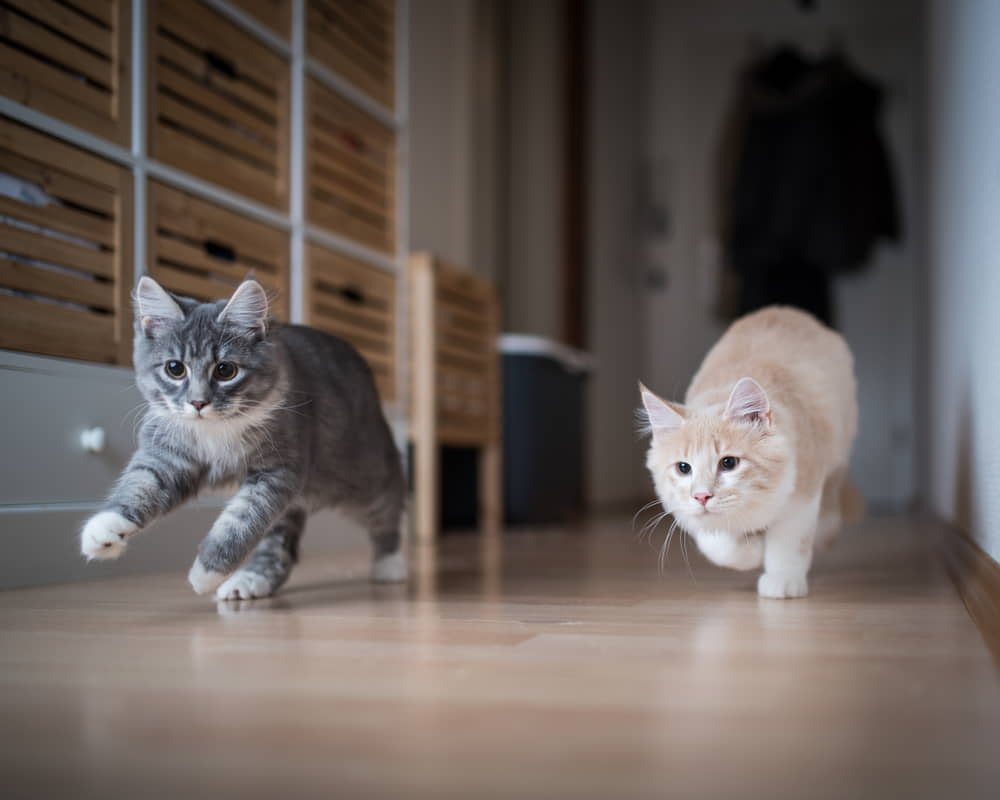 how-to-solve-aggression-between-household-cats-2