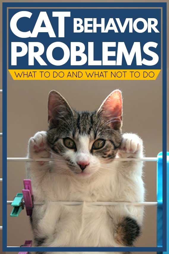 how-to-solve-behavior-problems-in-cats