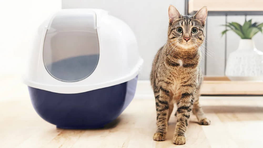 how-to-solve-cat-litter-box-behavioral-issues-1