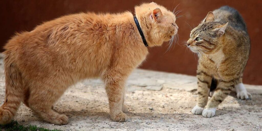 how-to-stop-catfight-between-cats