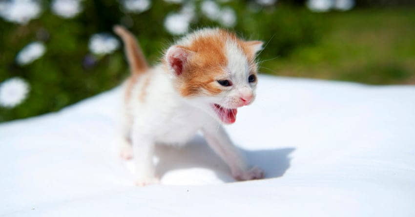 how-to-stop-aggression-in-kittens-2
