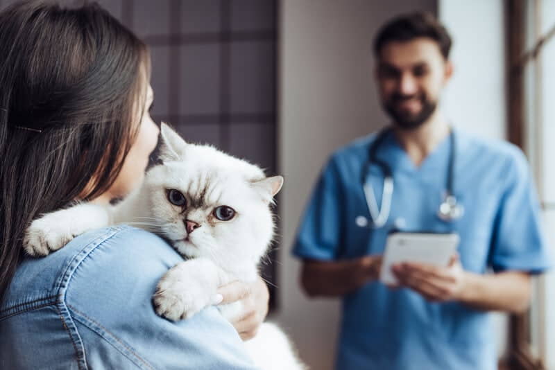how-to-stop-cat-aggression-after-a-vet-visit
