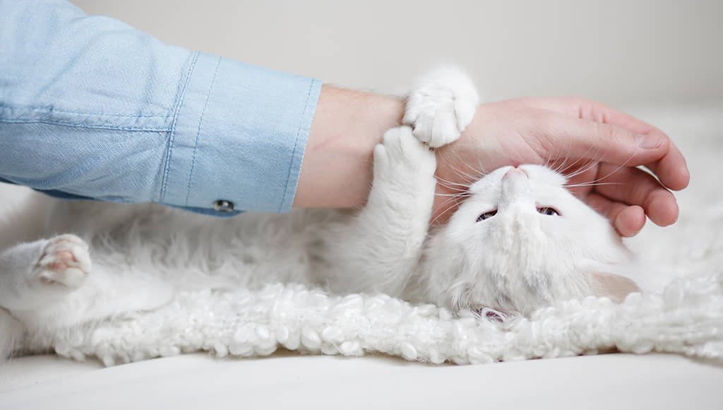 how-to-stop-cats-from-biting-and-scratching