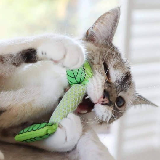 how-to-stop-destructive-chewing-in-cats-2