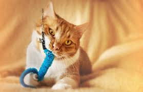 how-to-stop-destructive-chewing-in-cats-4