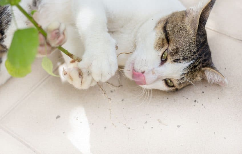 how-to-stop-destructive-chewing-in-cats