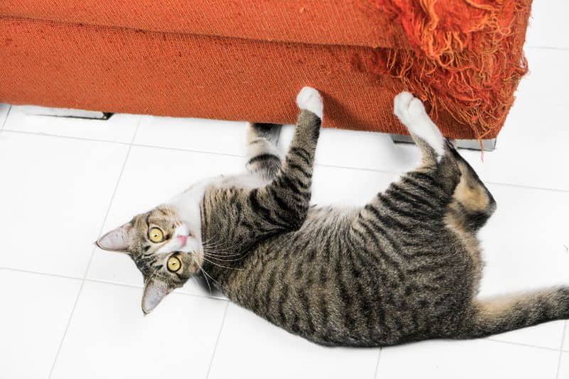 how-to-stop-destructive-scratching-in-cats-2