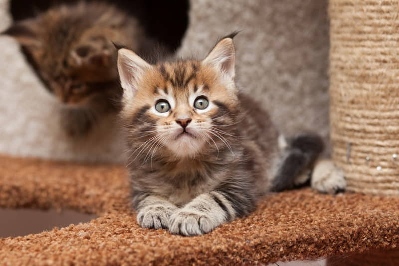 how-to-stop-kittens-from-biting-and-scratching