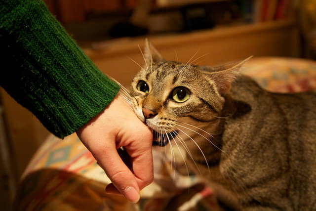 how-to-stop-kittens-from-biting-and-scratching