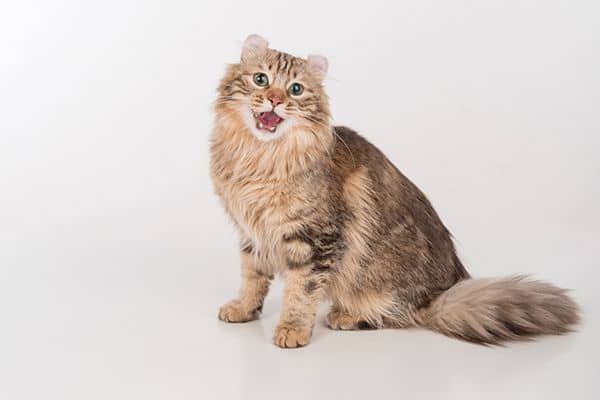 how-to-stop-loud-meowing-in-cats-3