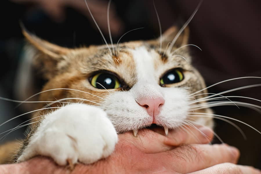how-to-stop-petting-aggression-in-cats-2