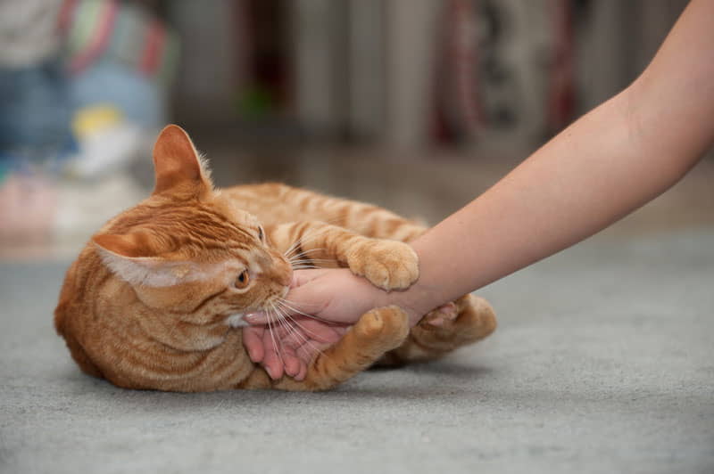 how-to-stop-your-cat-from-biting-3