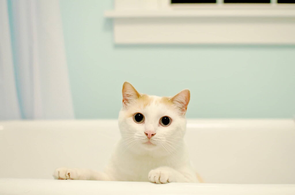 how-to-stop-your-cat-from-pooping-in-the-sink-or-bathtub-1