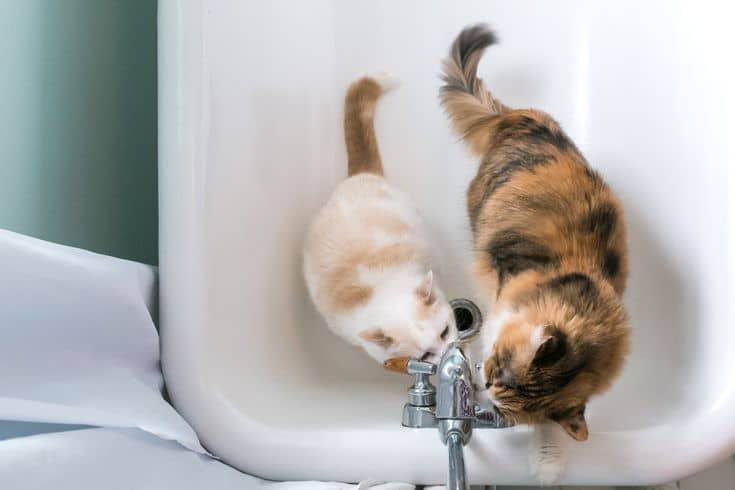 how-to-stop-your-cat-from-pooping-in-the-sink-or-bathtub-2