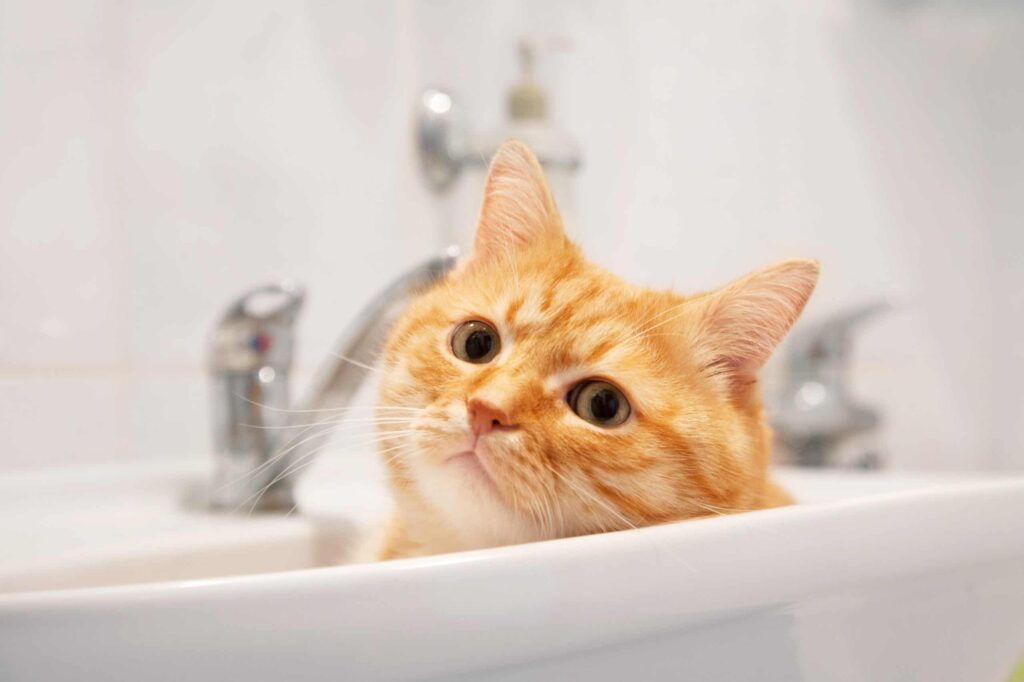 how-to-stop-your-cat-from-pooping-in-the-sink-or-bathtub-3