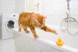 how-to-stop-your-cat-from-pooping-in-the-sink-or-bathtub-4