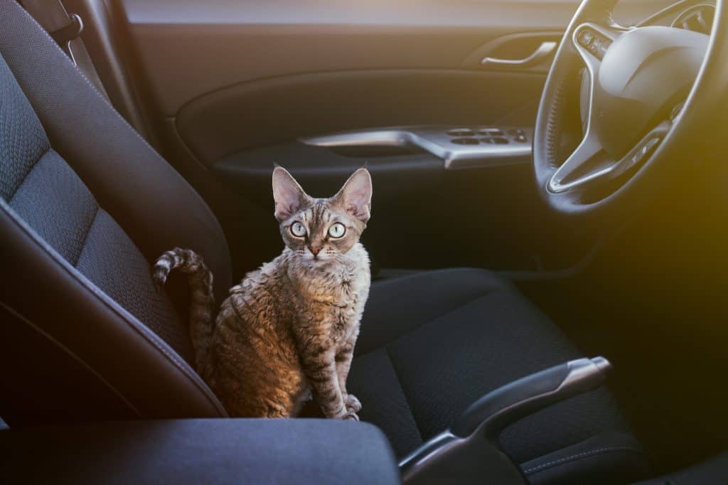 how-to-take-a-car-trips-with-your-cat-1