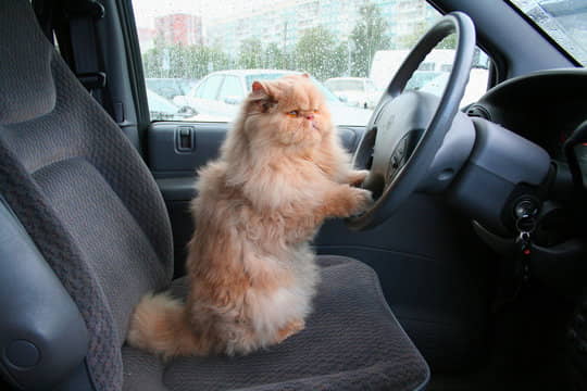 how-to-take-a-car-trips-with-your-cat-3