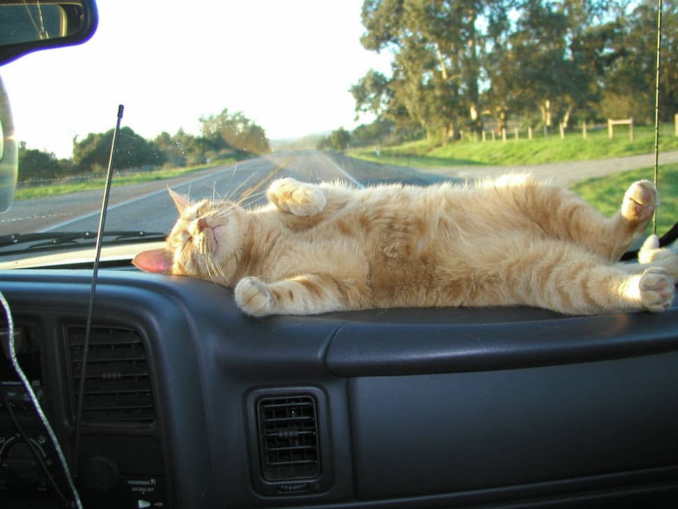 how-to-take-a-car-trips-with-your-cat-4