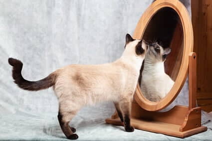 how-to-train-your-cat-to-accept-mirror-reflections-1