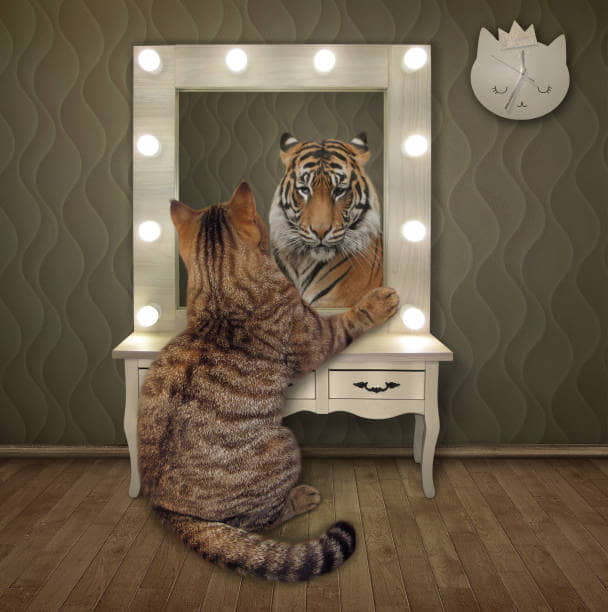 how-to-train-your-cat-to-accept-mirror-reflections-3