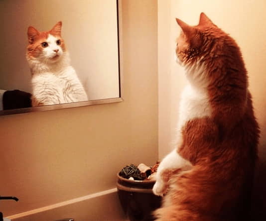 how-to-train-your-cat-to-accept-mirror-reflections-4