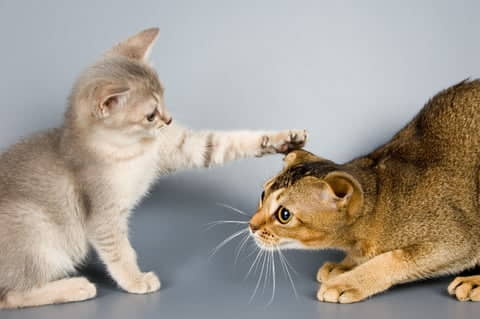 how-to-train-your-cat-to-eliminate-fear-aggression-1