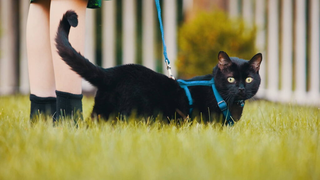 how-to-train-your-cat-to-walk-on-a-leash-1