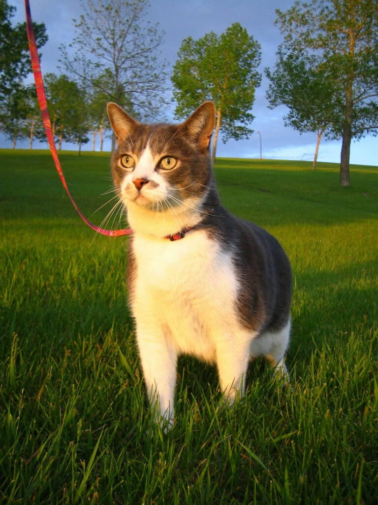 how-to-train-your-cat-to-walk-on-a-leash-4