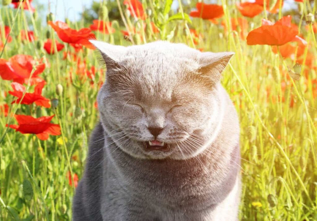 how-to-treat-sneezing-in-cats-1