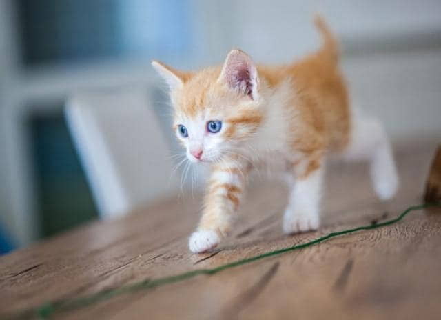 kitten-constipation-causes-symptoms-and-treatment-1