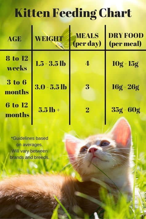 kitten-feeding-schedule-how-much-food-kittens-need-1
