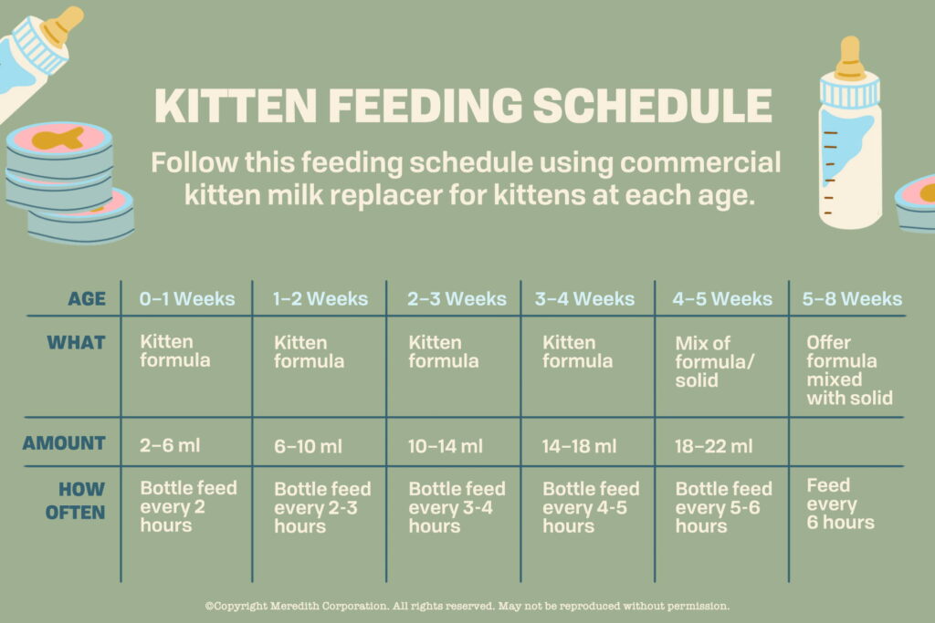 kitten-feeding-schedule-how-much-food-kittens-need