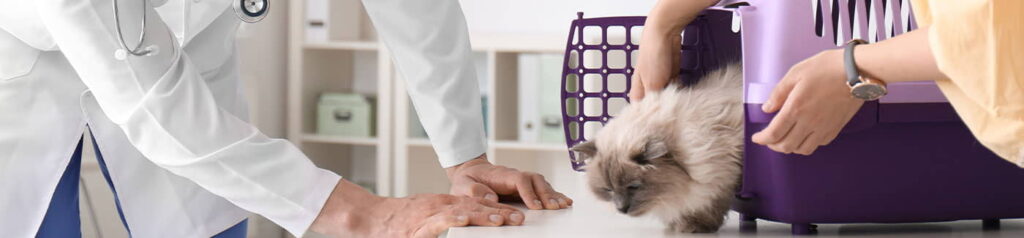 low-stress-travel-to-the-vet-with-your-cat-4