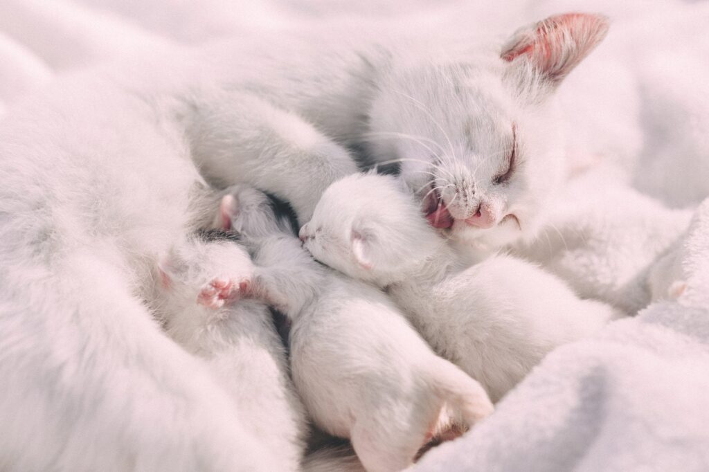 postnatal-care-for-a-mother-cats-and-young-kittens