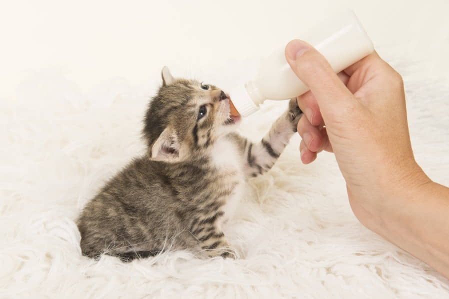 Raising-New-born-Kittens 