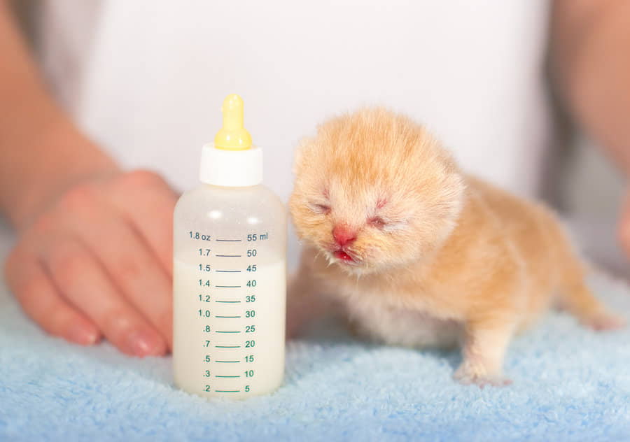 Raising-New-born-Kittens 