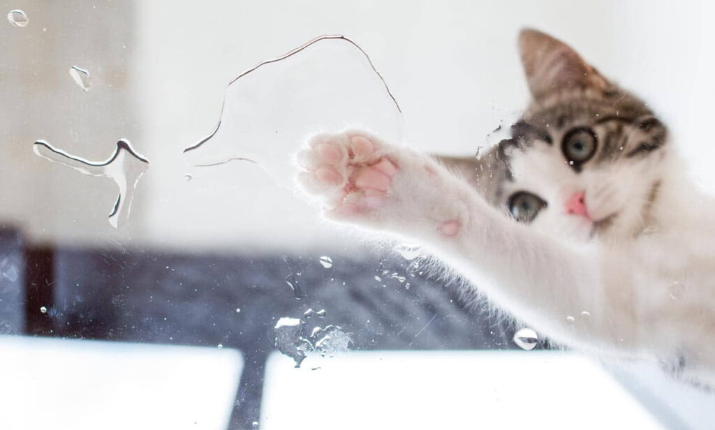 reasons-why-cats-spill-water-and-how-to-stop-it-1