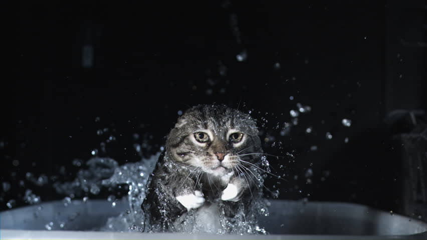 reasons-why-cats-spill-water-and-how-to-stop-it-2