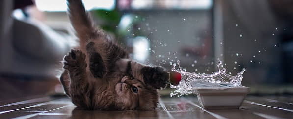 reasons-why-cats-spill-water-and-how-to-stop-it