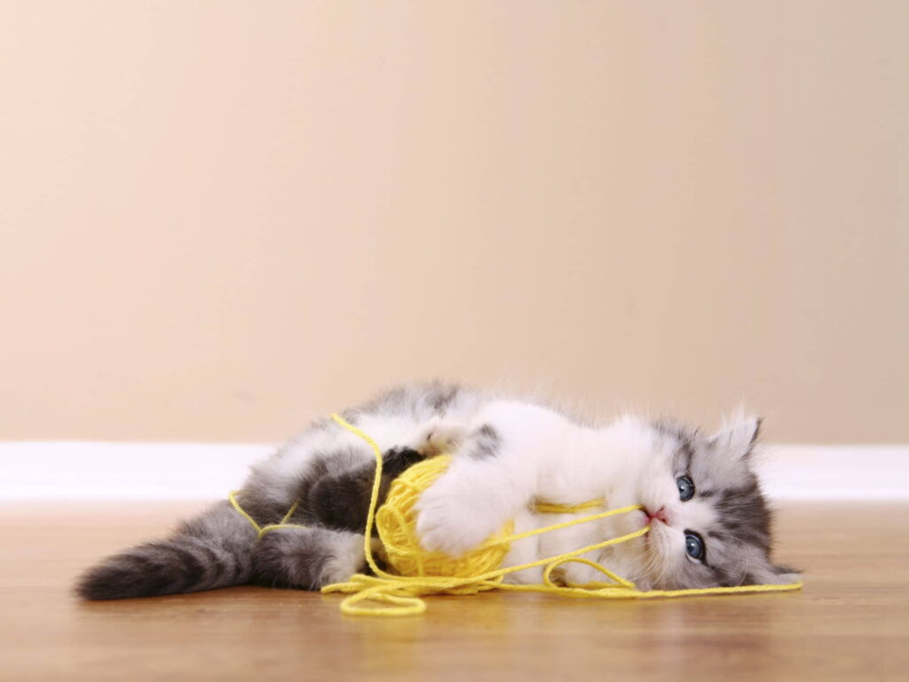how-to-care-for-a-cat-that-took-a-string