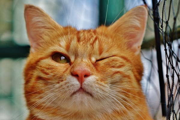 why-cats-blink-their-eyes-at-you-1