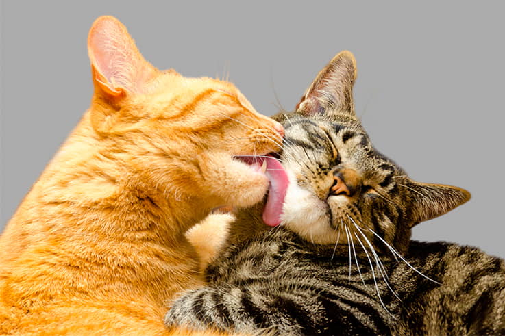 why-do-cats-groom-and-lick-themselves-so-often-2