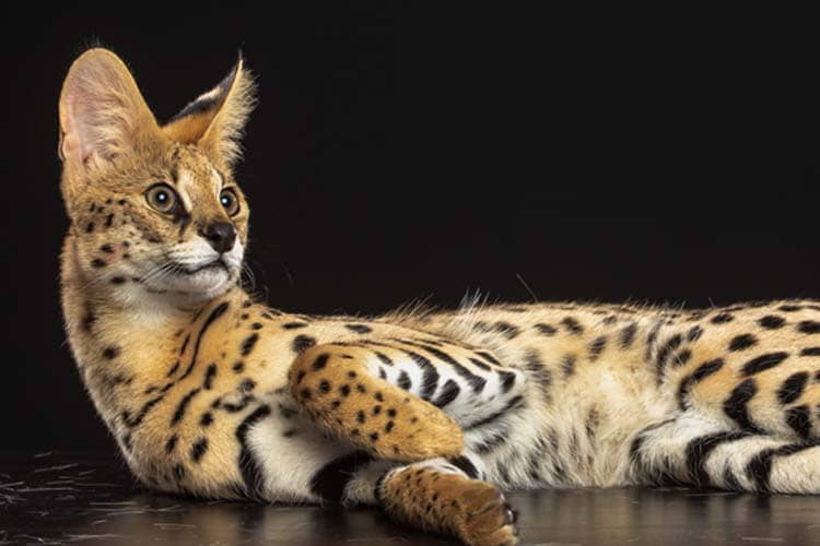 10-best-cats-with-big-ears-5
