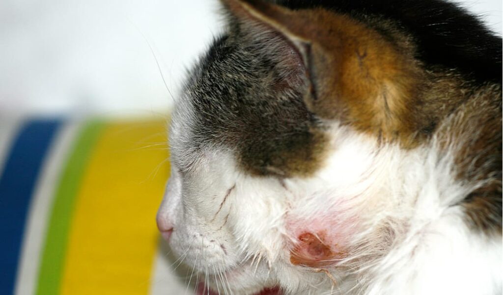 abscess-in-cats