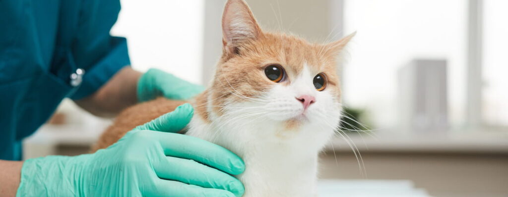 abscess-in-cats